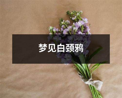 梦见白颈鸦