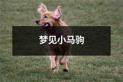 梦见小马驹