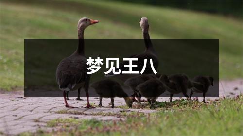 <h3>梦见王八