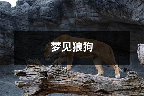 梦见狼狗