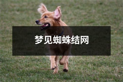 梦见蜘蛛结网