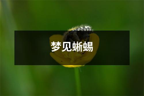 梦见蜥蜴