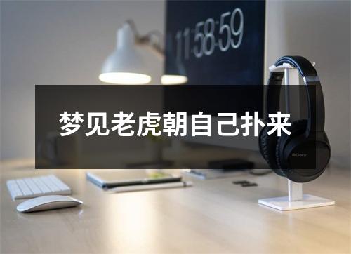 梦见老虎朝自己扑来