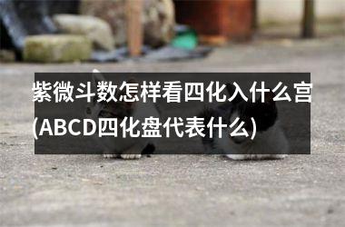 紫微斗数怎样看四化入什么宫(ABCD四化盘代表什么)