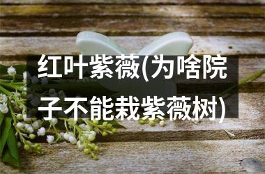 <h3>红叶紫薇(为啥院子不能栽紫薇树)