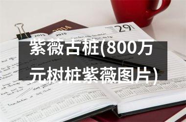 紫薇古桩(800万元树桩紫