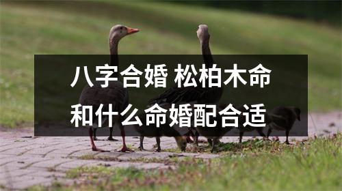 <h3>八字合婚松柏木命和什么命婚配合适