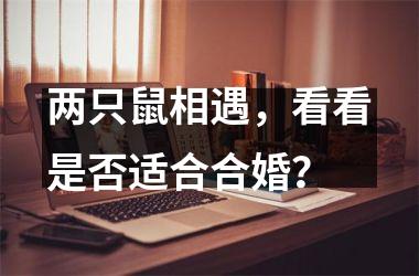 <h3>两只鼠相遇，看看是否适合合婚？